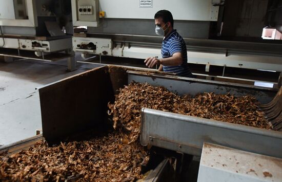 Tobacco factory in Latakia
