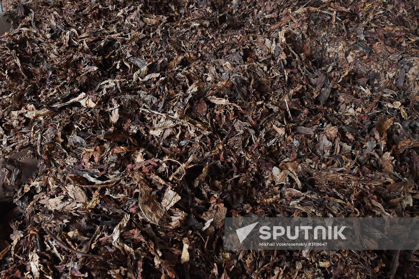 Tobacco factory in Latakia