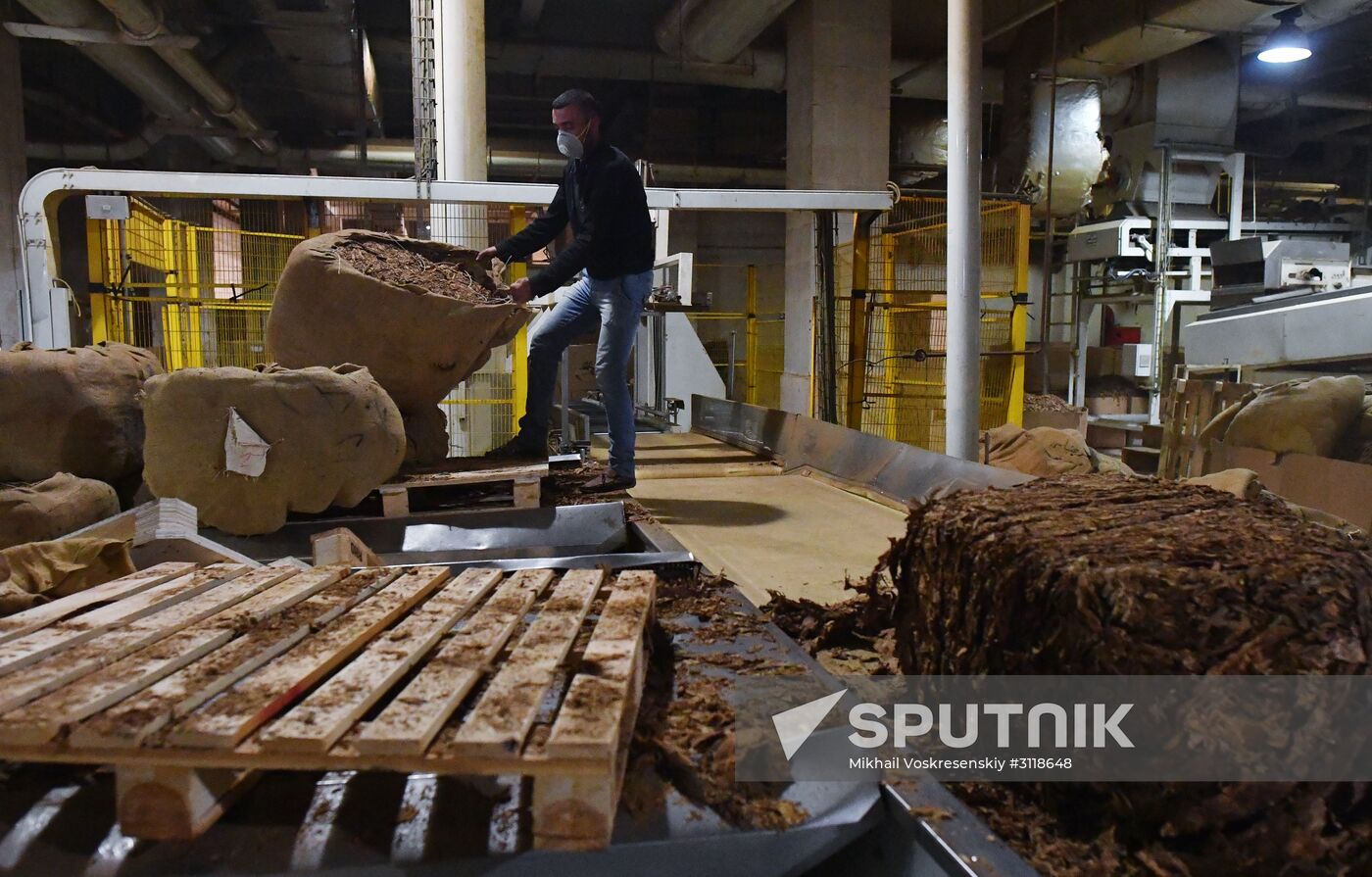 Tobacco factory in Latakia