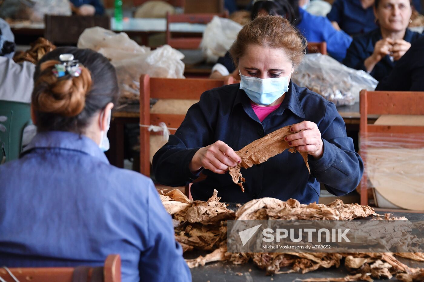 Tobacco factory in Latakia