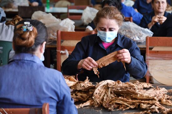 Tobacco factory in Latakia