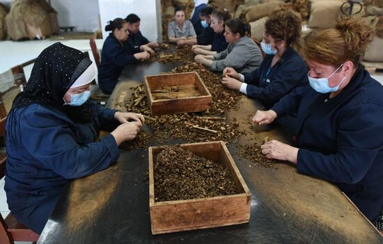 Tobacco factory in Latakia