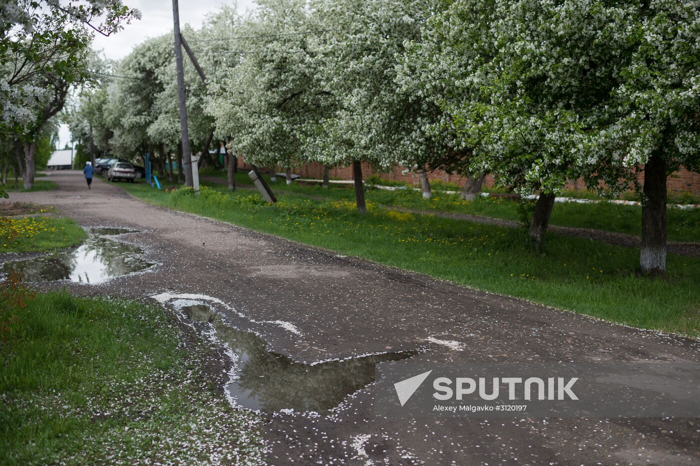 Apple orchard in Omsk Region