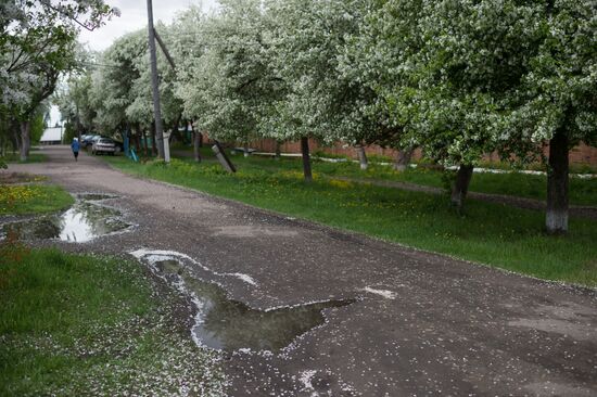 Apple orchard in Omsk Region