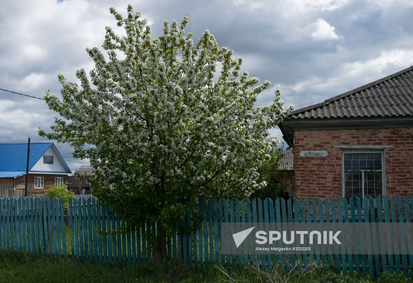 Apple orchard in Omsk Region