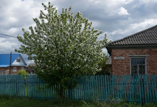 Apple orchard in Omsk Region