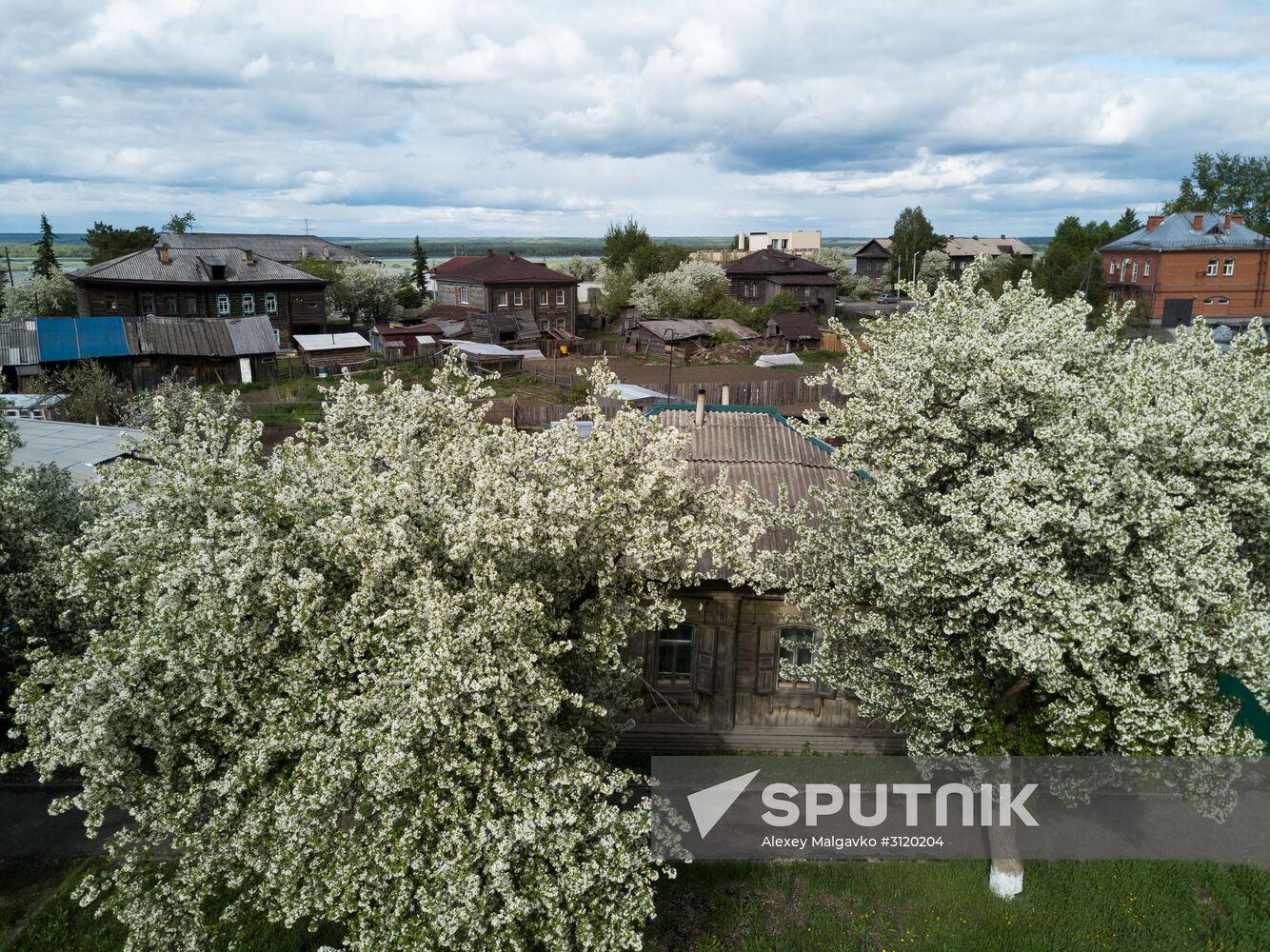 Apple orchard in Omsk Region