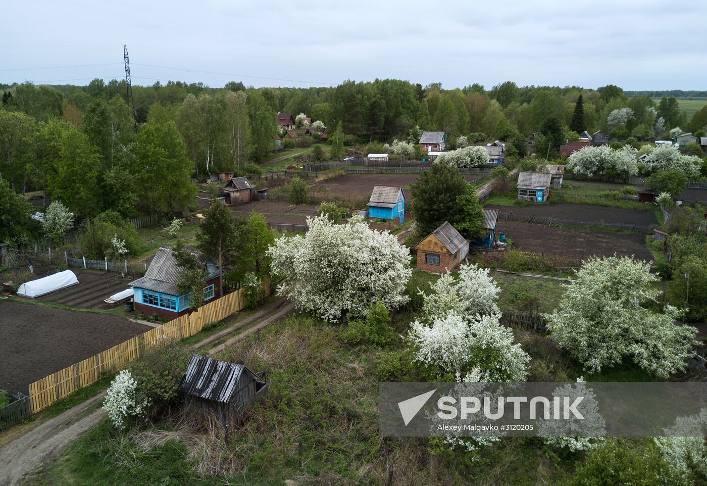 Apple orchard in Omsk Region