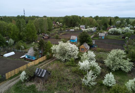 Apple orchard in Omsk Region