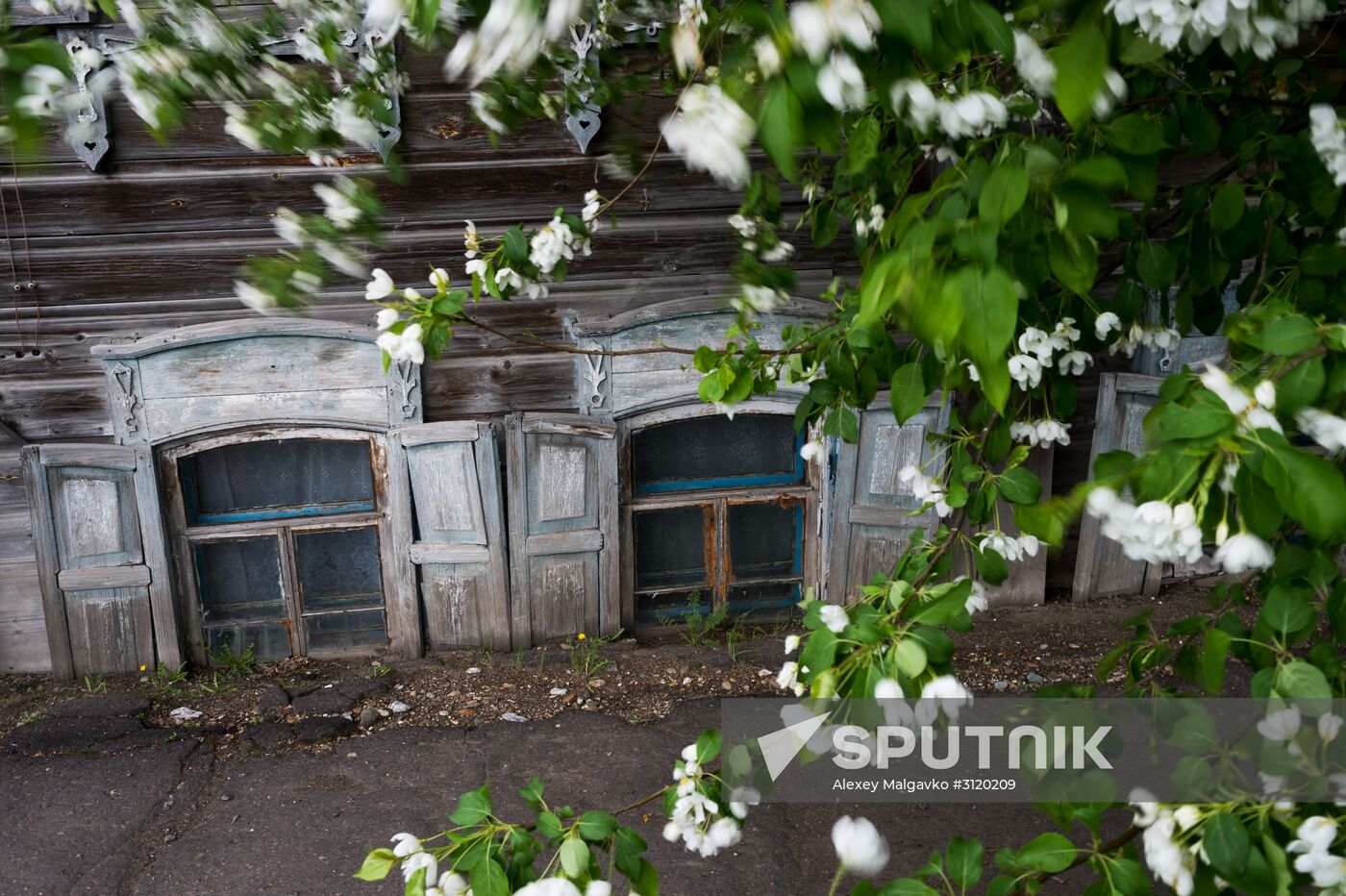 Apple orchard in Omsk Region
