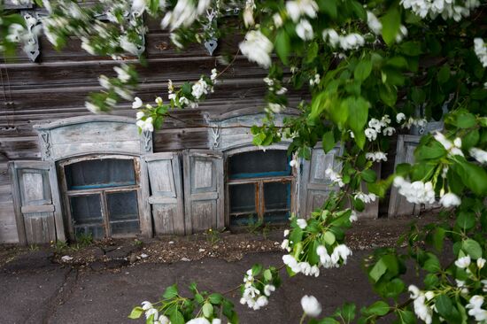 Apple orchard in Omsk Region