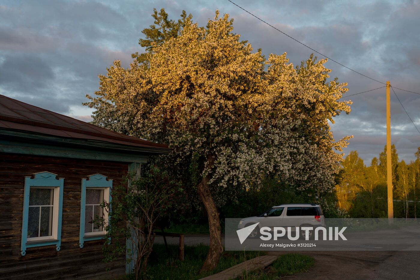 Apple orchard in Omsk Region