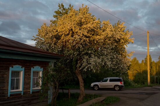 Apple orchard in Omsk Region