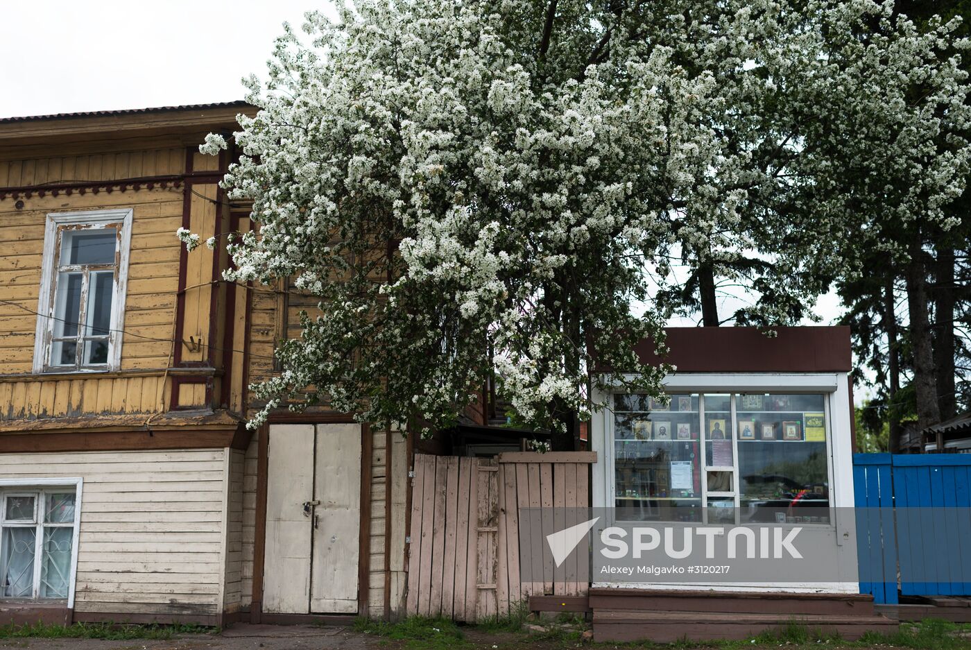 Apple orchard in Omsk Region