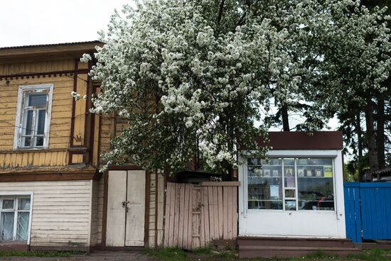 Apple orchard in Omsk Region