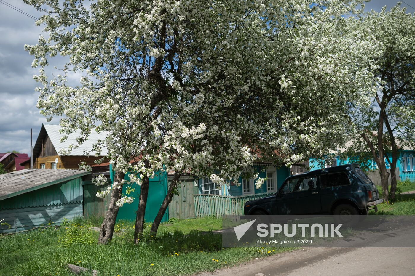 Apple orchard in Omsk Region