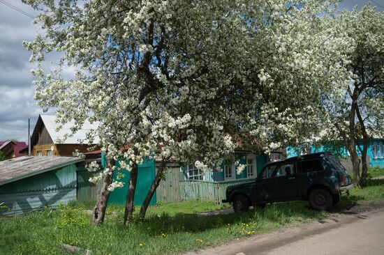 Apple orchard in Omsk Region