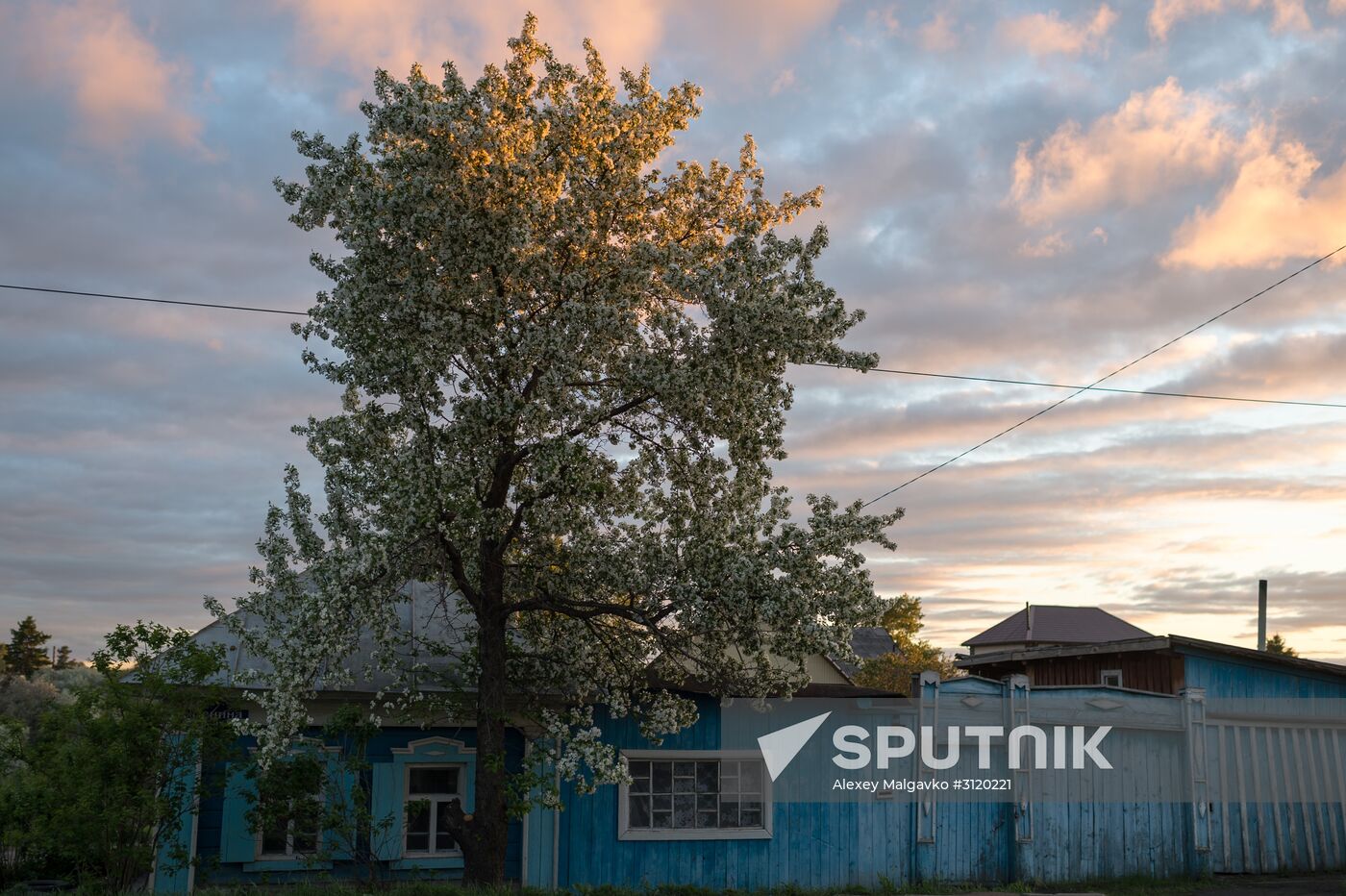 Apple orchard in Omsk Region