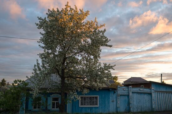 Apple orchard in Omsk Region