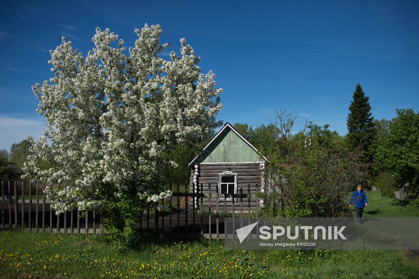 Apple orchard in the Omsk Region