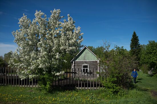 Apple orchard in the Omsk Region