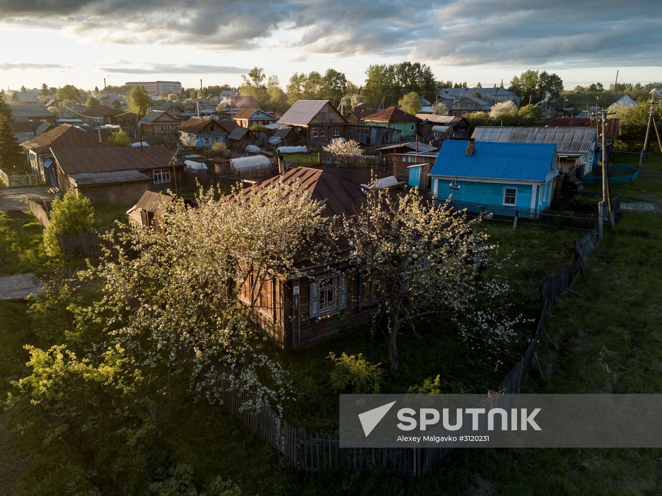 Apple orchard in the Omsk Region