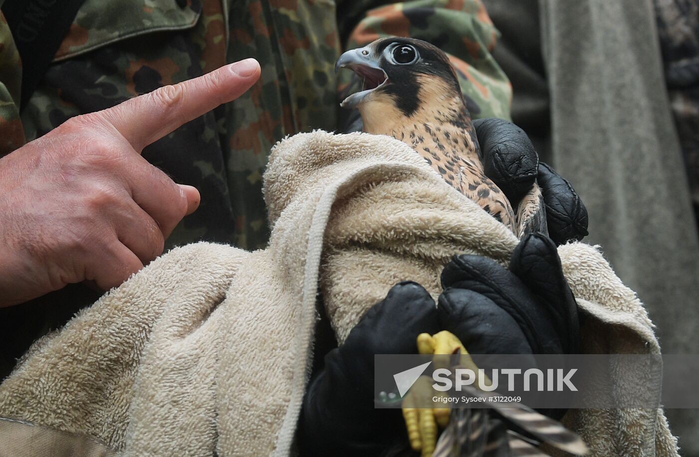Falcon chicks handed over to Kremlin Commandant's Office