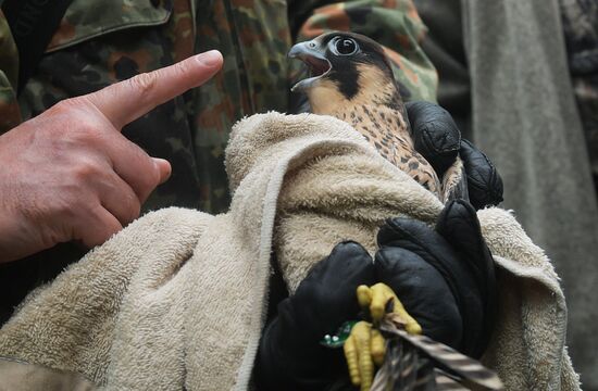Falcon chicks handed over to Kremlin Commandant's Office