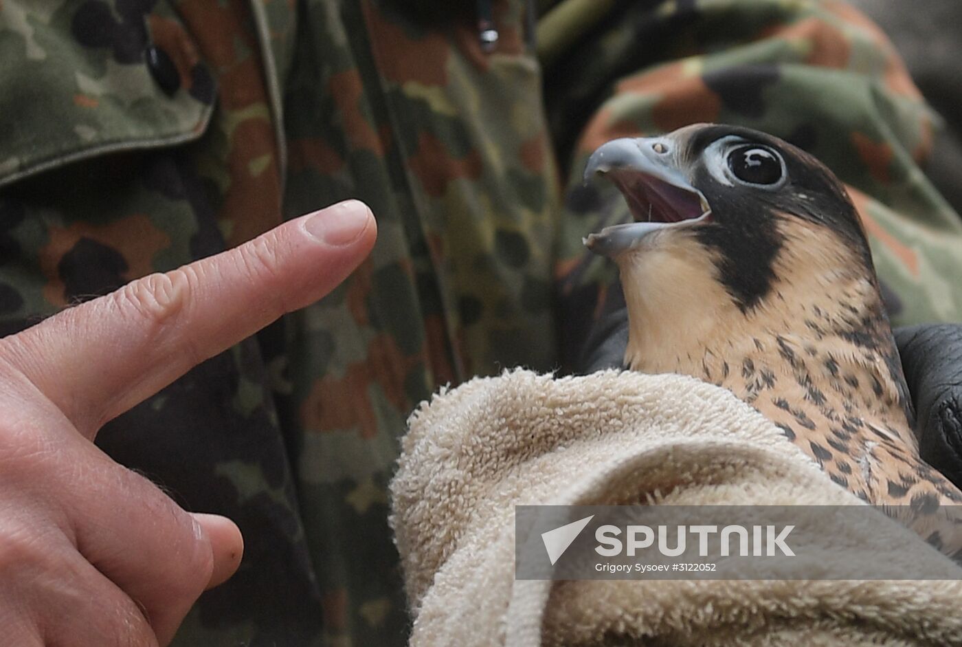 Falcon chicks handed over to Kremlin Commandant's Office