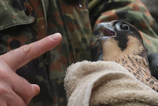 Falcon chicks handed over to Kremlin Commandant's Office