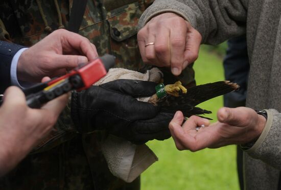 Falcon chicks handed over to Kremlin Commandant's Office