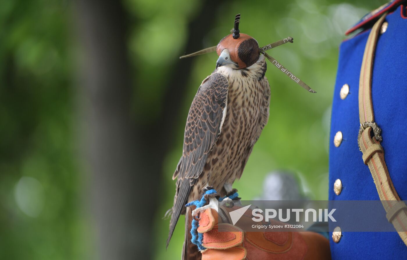 Falcon chicks handed over to Kremlin Commandant's Office