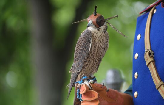Falcon chicks handed over to Kremlin Commandant's Office