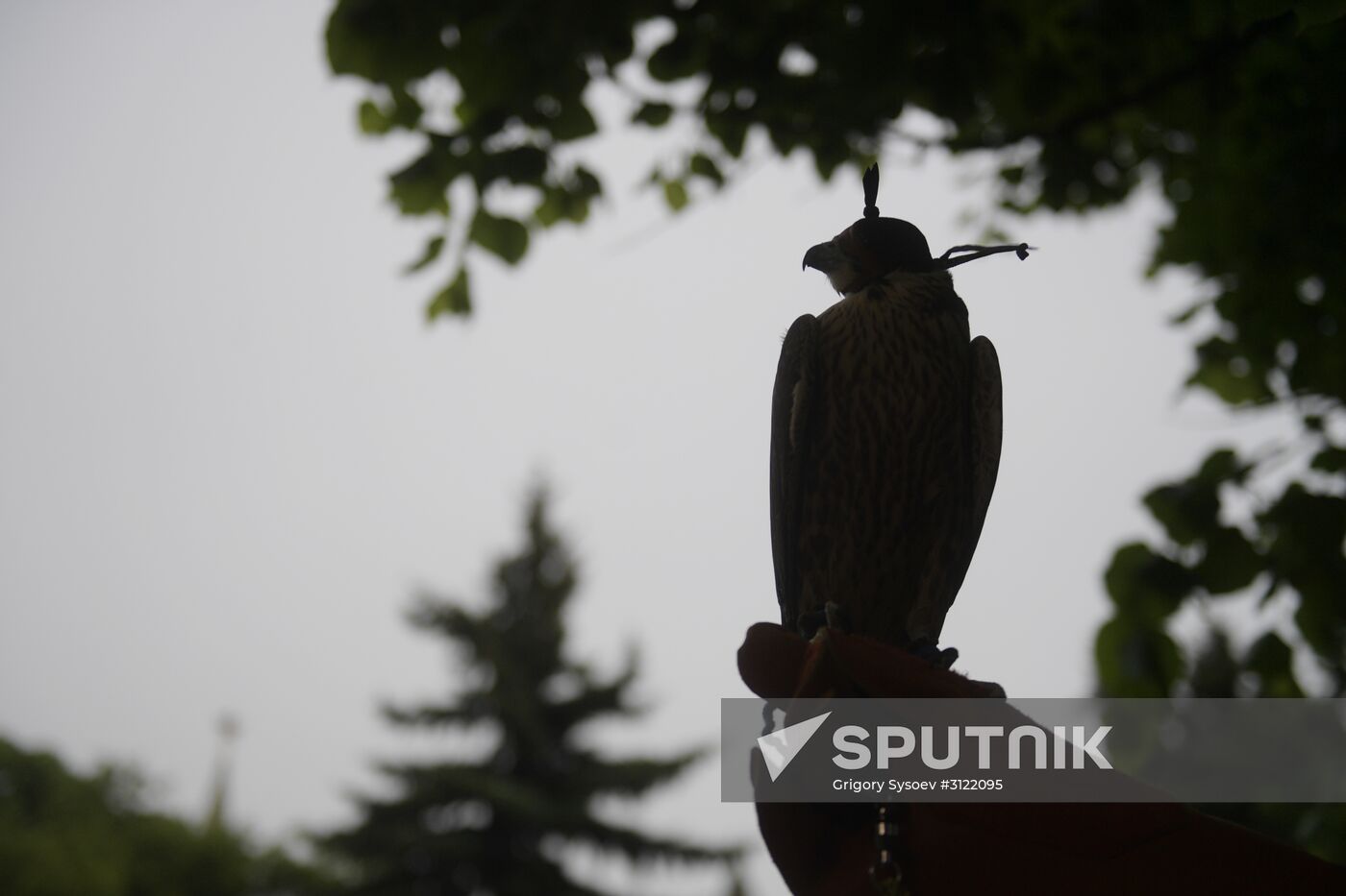 Falcon chicks handed over to Kremlin Commandant's Office