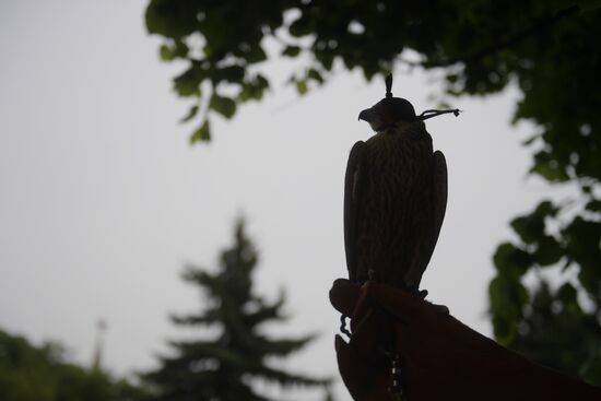 Falcon chicks handed over to Kremlin Commandant's Office