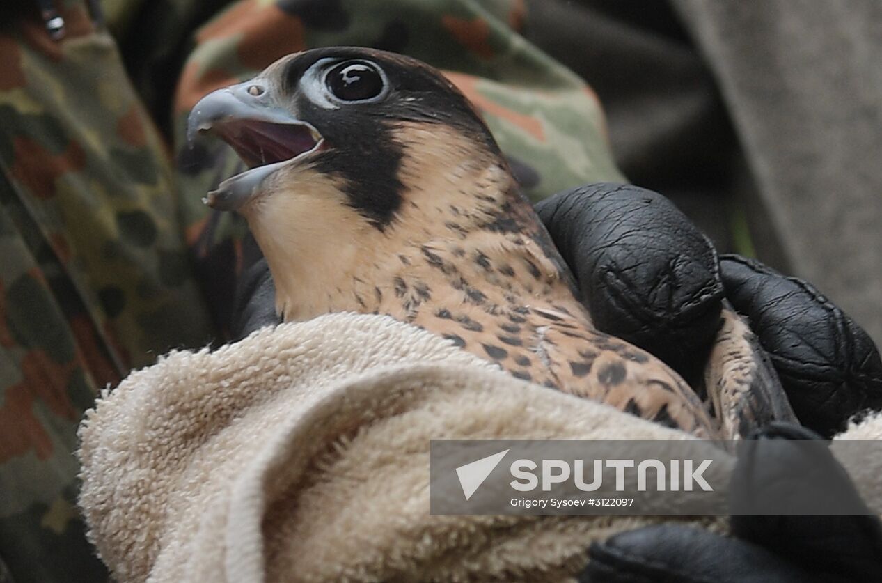 Falcon chicks handed over to Kremlin Commandant's Office