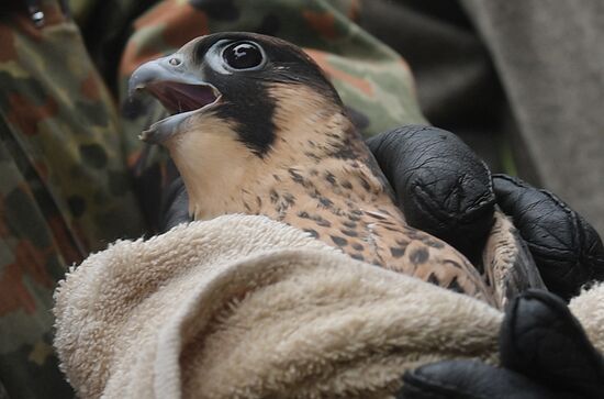 Falcon chicks handed over to Kremlin Commandant's Office