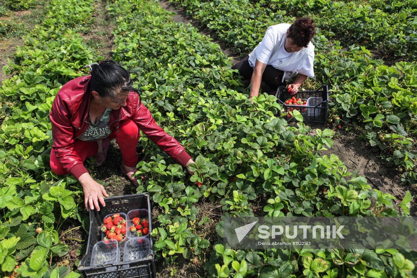 Strawberry harvesting in Stavropol territory