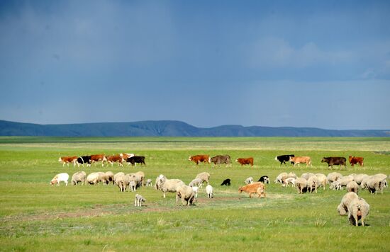 Daursky state nature biosphere reserve in Trans-Baikal Territory
