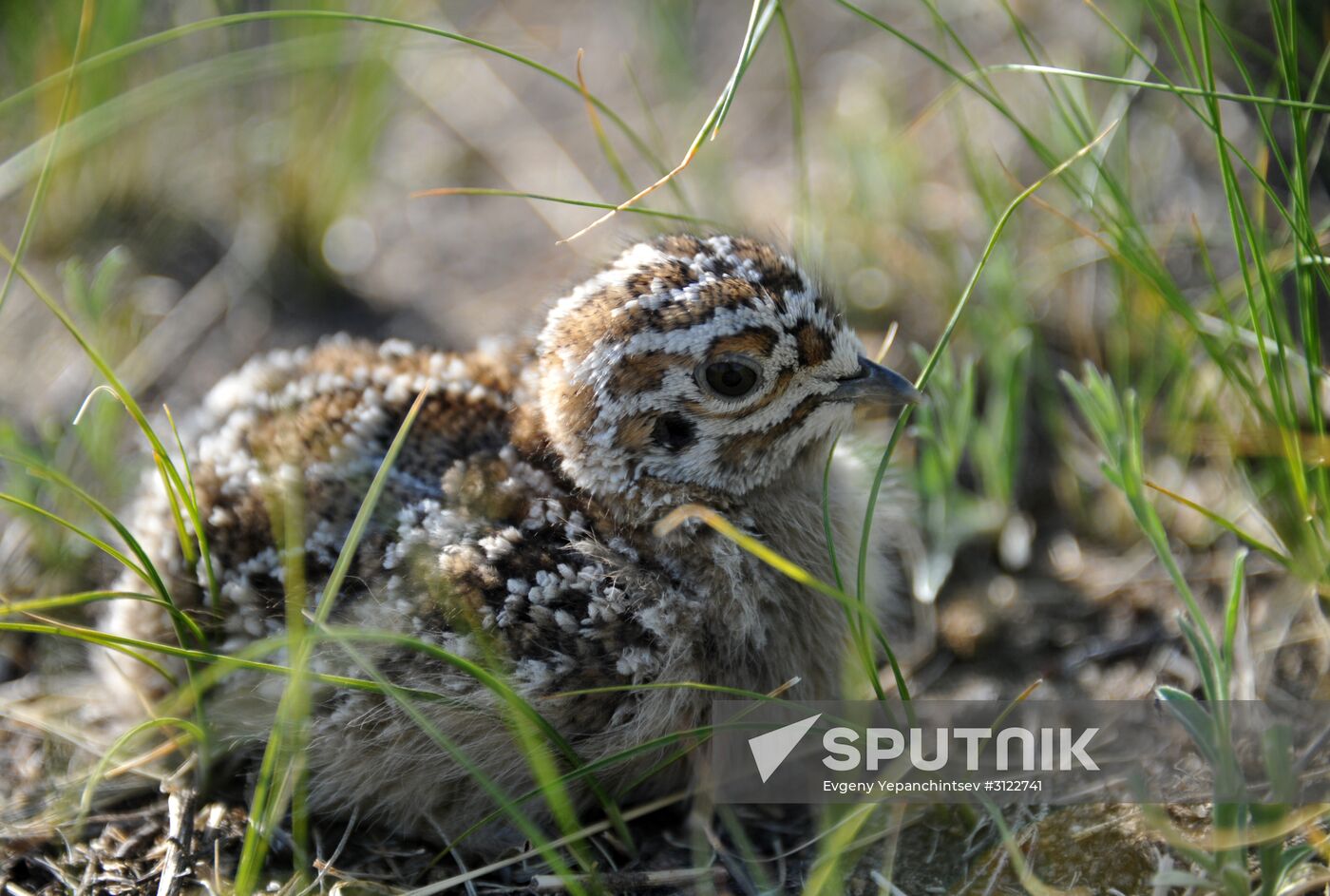 Daursky state nature biosphere reserve in Trans-Baikal Territory
