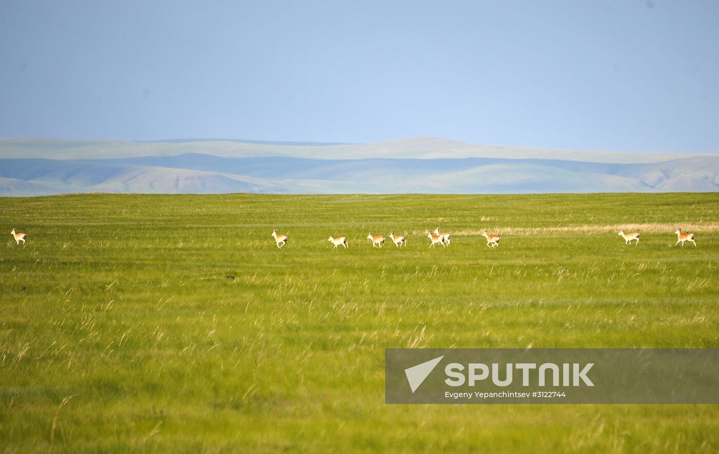 Daursky state nature biosphere reserve in Trans-Baikal Territory