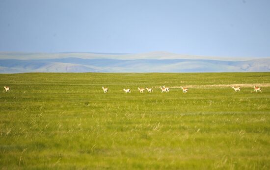 Daursky state nature biosphere reserve in Trans-Baikal Territory