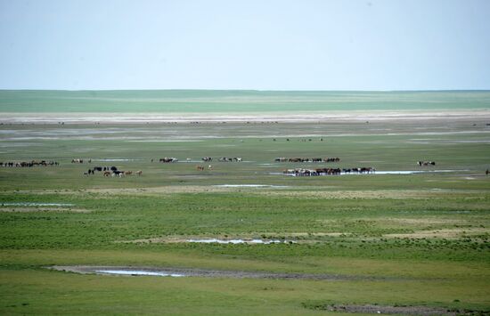 Daursky state nature biosphere reserve in Trans-Baikal Territory