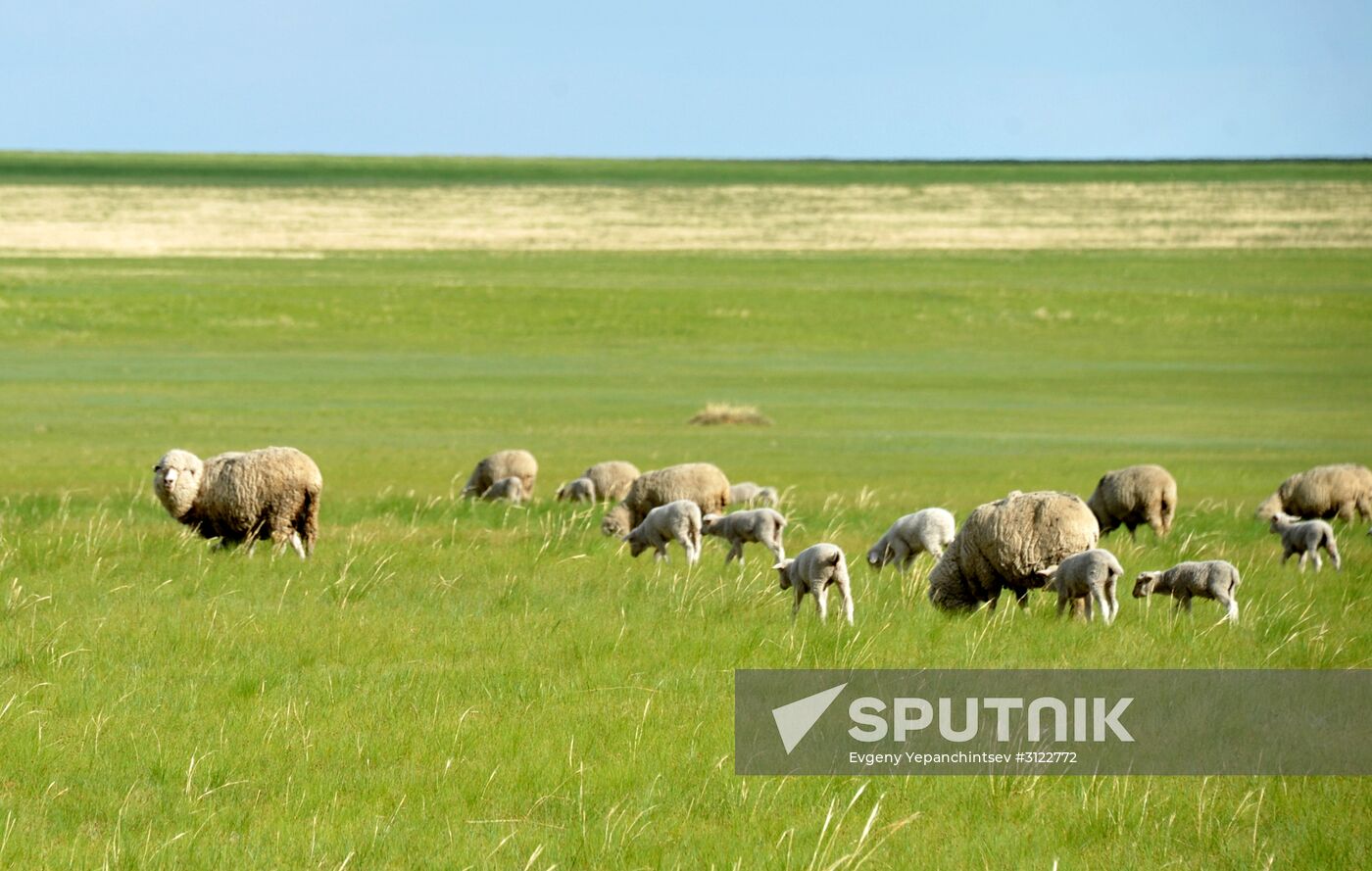 Daursky state nature biosphere reserve in Trans-Baikal Territory