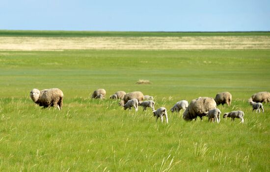 Daursky state nature biosphere reserve in Trans-Baikal Territory