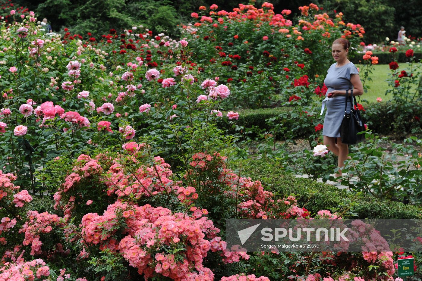 Rose Waltz, Dinosaurs in Crimea exhibitions unveiled in Nikitsky Botanical Garden
