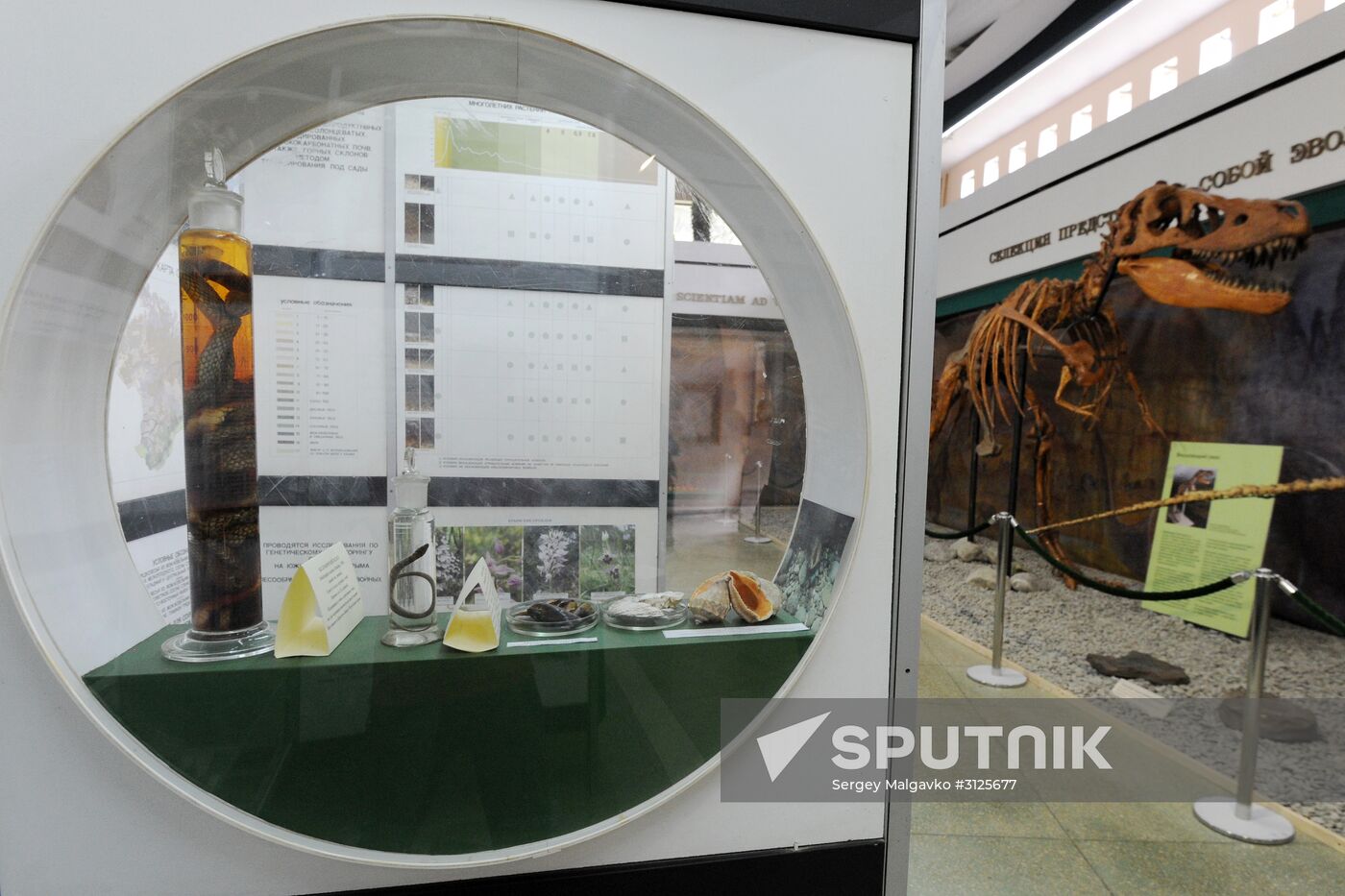 Rose Waltz, Dinosaurs in Crimea exhibitions unveiled in Nikitsky Botanical Garden