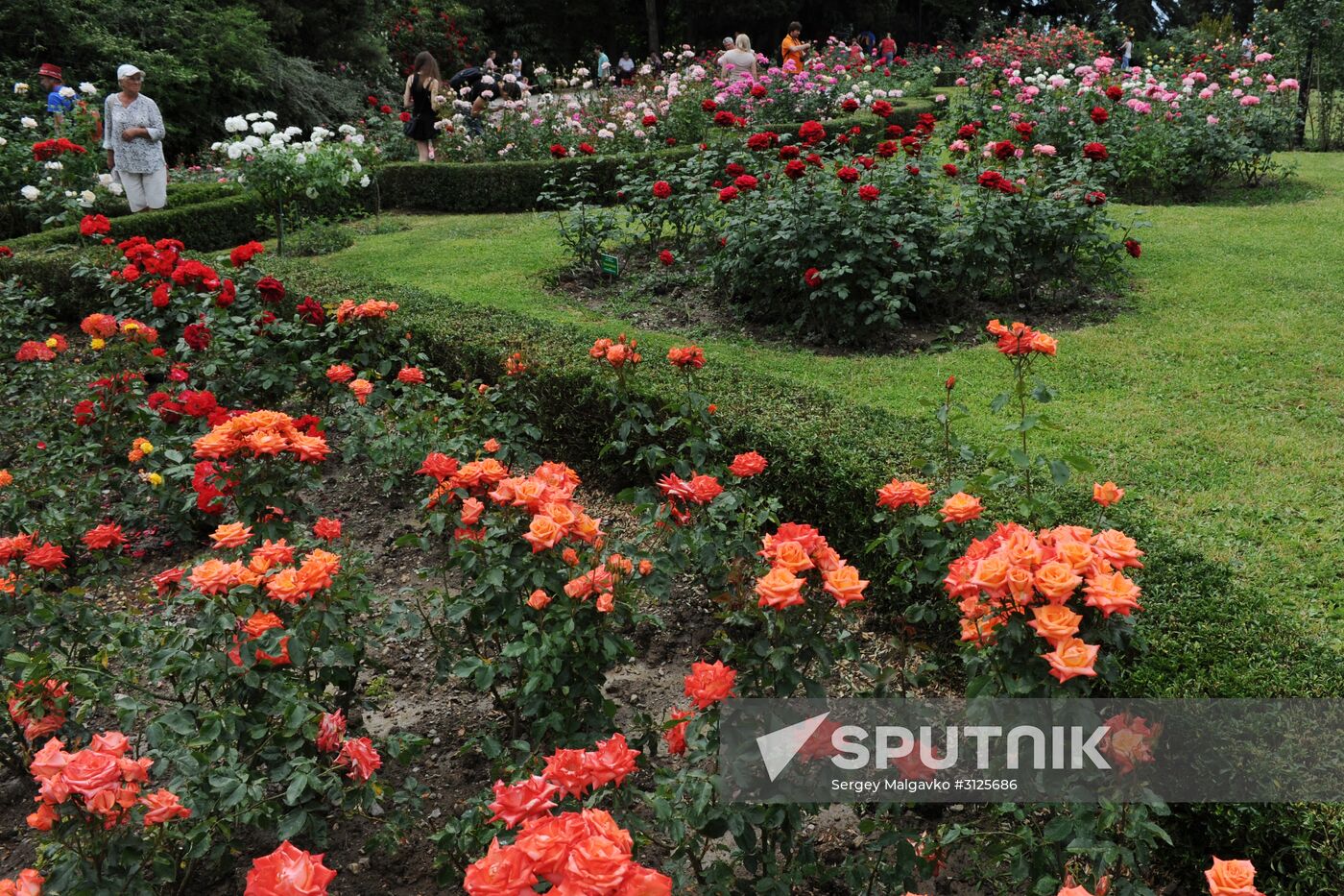 Rose Waltz, Dinosaurs in Crimea exhibitions unveiled in Nikitsky Botanical Garden