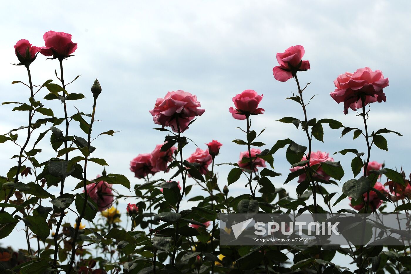 Rose Waltz, Dinosaurs in Crimea exhibitions unveiled in Nikitsky Botanical Garden