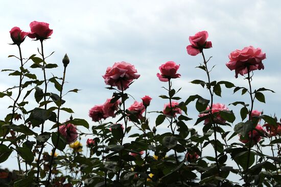 Rose Waltz, Dinosaurs in Crimea exhibitions unveiled in Nikitsky Botanical Garden